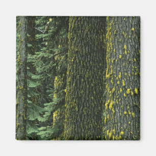 Imán Mt. Ashland, Bosque Nacional Rogue RIver,