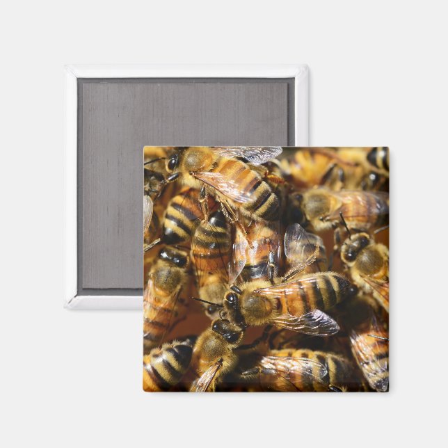 Imán Muchas abejas melíferas (Anverso/Reverso)