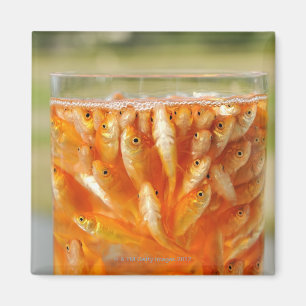 Imán Mucho goldfish que están en el envase de cristal