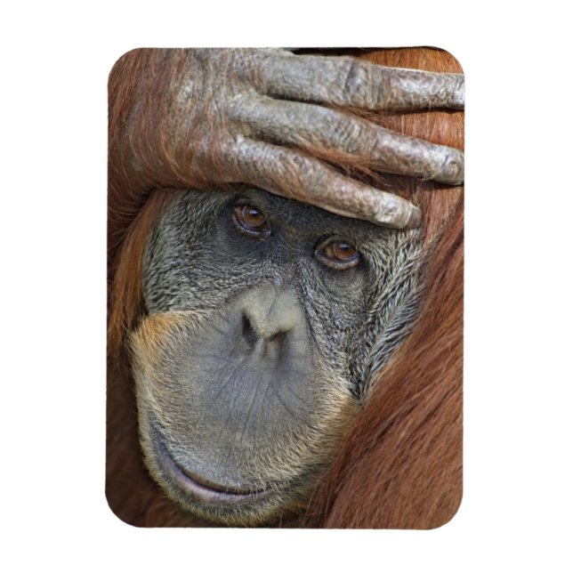 Imán Mujer cautiva Sumatra Orangutan (Vertical)
