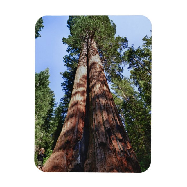 Imán Mujer videograbando en la base de una secuoya masi (Vertical)