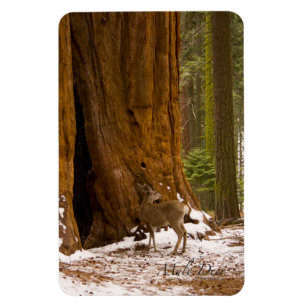 Imán Mule Deer