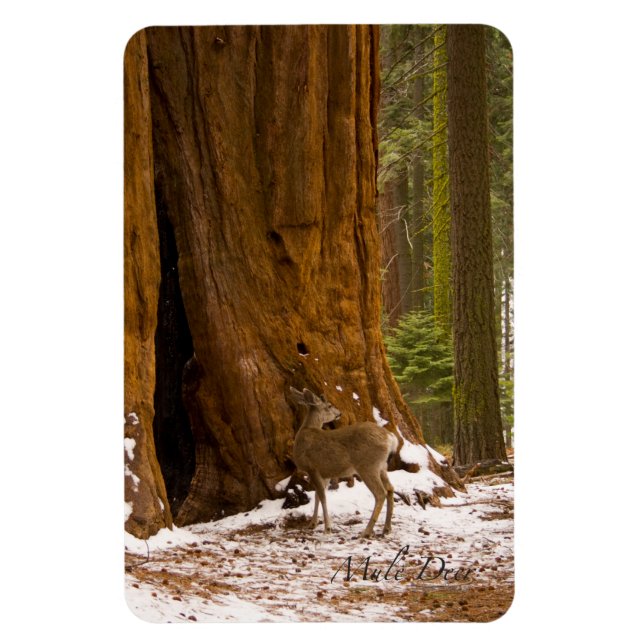 Imán Mule Deer (Vertical)