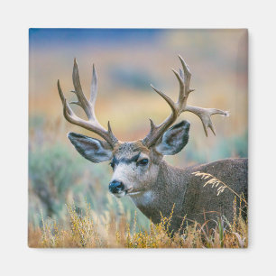 Imán Mule Deer Buck   Parque nacional del Gran Tetón Wy