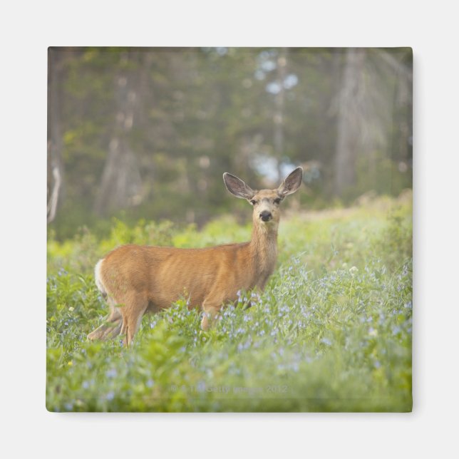 Imán Mule Deer (Odocoileus hemionus) en pradera (Frente)