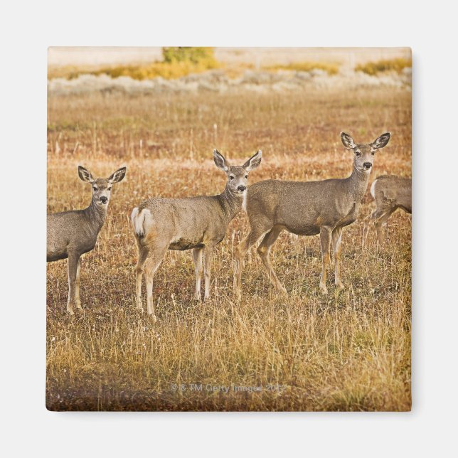 Imán Mule deer (Odocoileus hemionus) Uno a la izquierda (Frente)