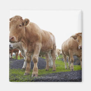 Imán Multitud de vacas blancas jovenes en campo escocé