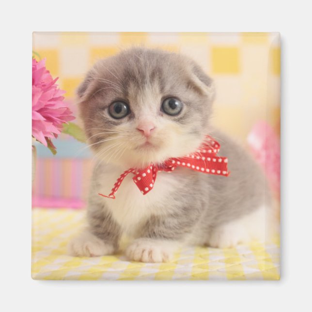 Imán Munchkin Kitten (Frente)