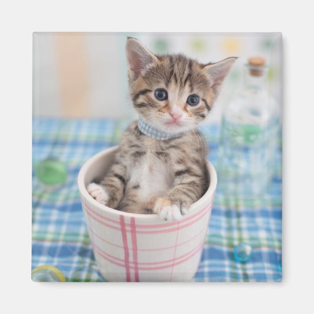 Imán Munchkin Kitten Con Cinta De Bonito (Frente)