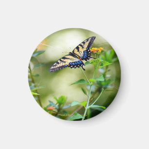 Imán Mundo de mariposas