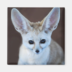 Imán Mundos Cutest Fennec Fox