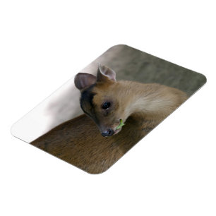 Imán Muntjac pequeño