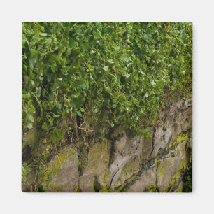 Imán Muro De Ivy