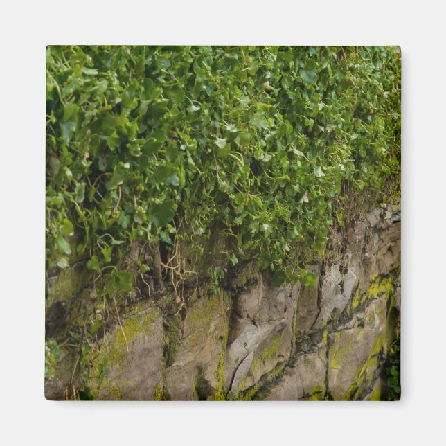 Imán Muro De Ivy (Frente)