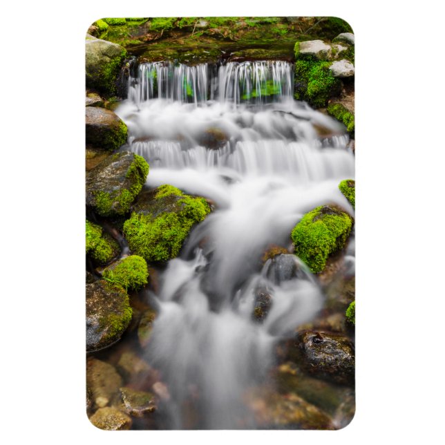 Imán Musgo alrededor de Fern Spring (Vertical)