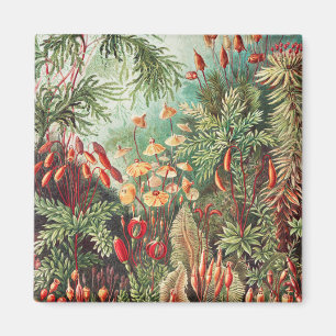 Imán Musgos, Muscinae Laubmoose por Ernst Haeckel