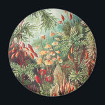 Imán Musgos, Muscinae Laubmoose por Ernst Haeckel<br><div class="desc">Muscinae Laubmoose por Ernst Haeckel Plantas Imán Vintage</div>