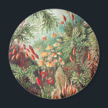 Imán Musgos, Muscinae Laubmoose por Ernst Haeckel<br><div class="desc">Muscinae Laubmoose por Ernst Haeckel Plantas Imán Vintage</div>