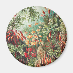 Imán Musgos, Muscinae Laubmoose por Ernst Haeckel