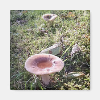 Imán Mushroom del Pacífico Noroeste Russula