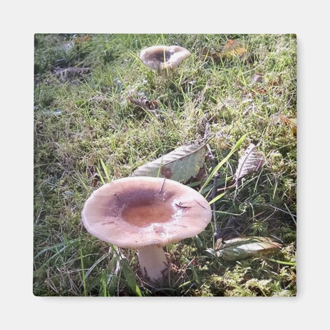 Imán Mushroom del Pacífico Noroeste Russula (Frente)