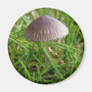 Imán Mushroom Magnet