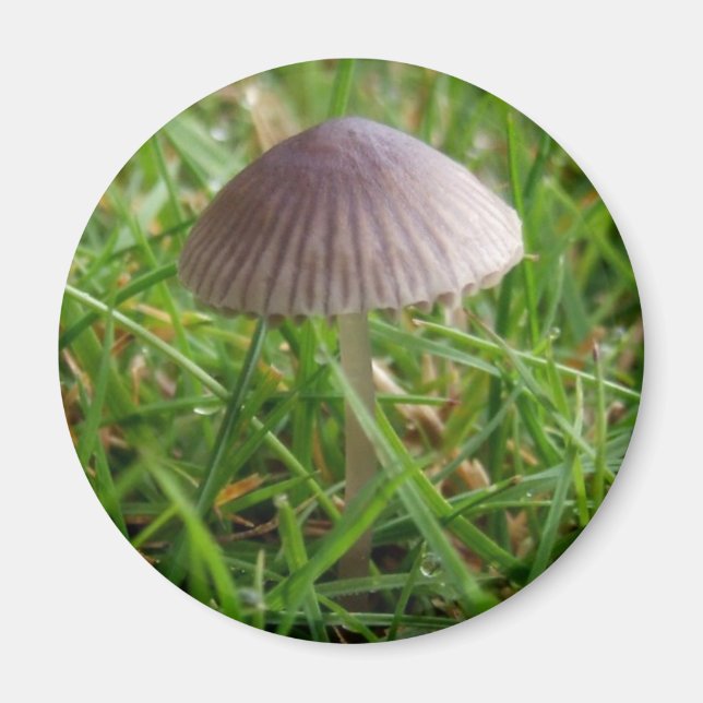 Imán Mushroom Magnet (Frente)
