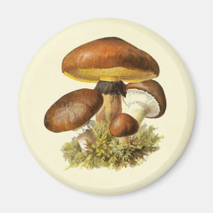 Imán Mushroom marrón