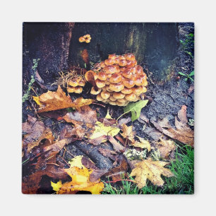 Imán Mushroom Village