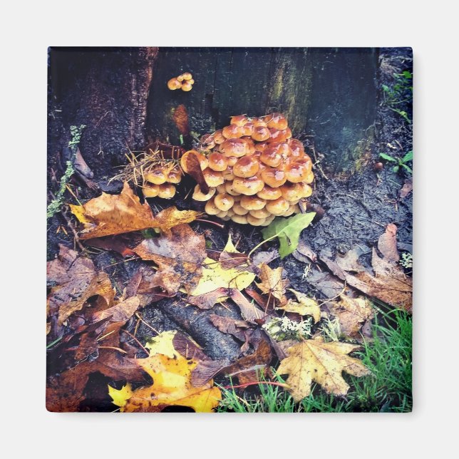 Imán Mushroom Village (Frente)