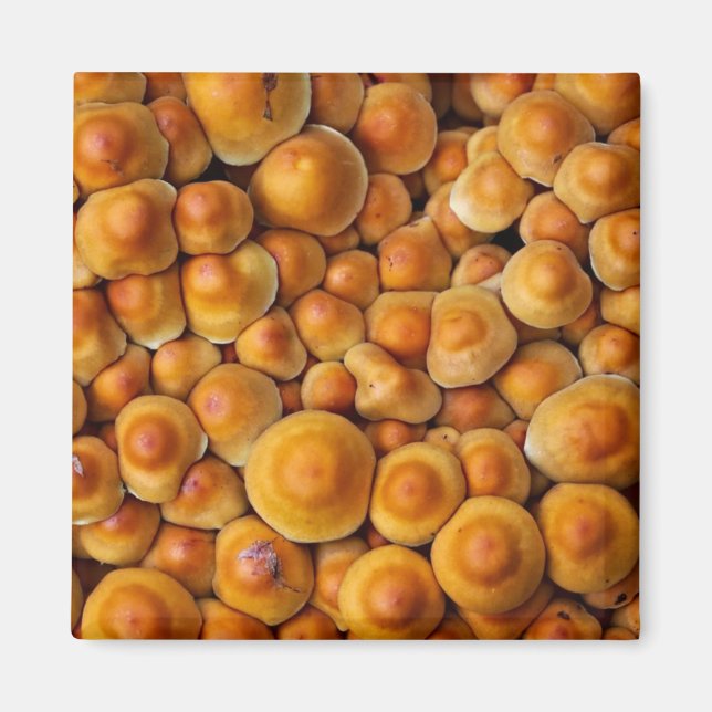 Imán Mushrooms Fungus (Frente)