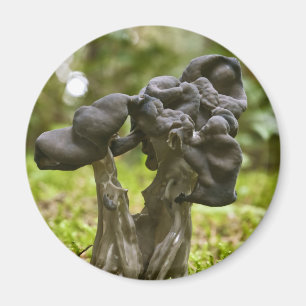 Imán Mushrooms místicos