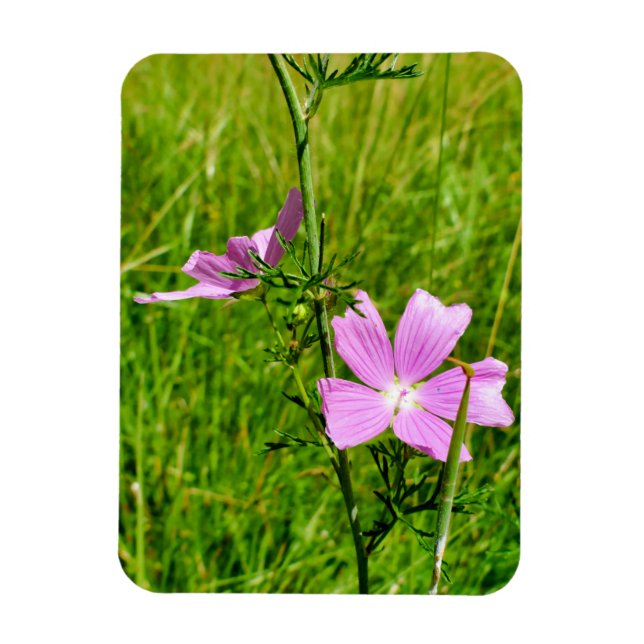 Imán Musk-mallow (Vertical)