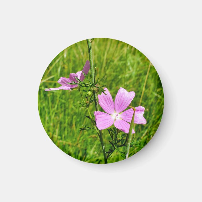 Imán Musk-mallow (Frente)