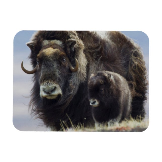 Imán Musk Ox con ternera (Horizontal)
