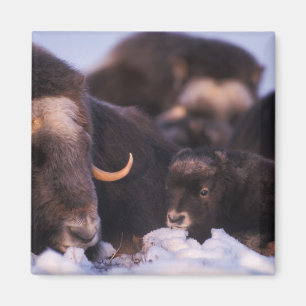 Imán muskox, Ovibos moschatus, vaca con recién nacido,