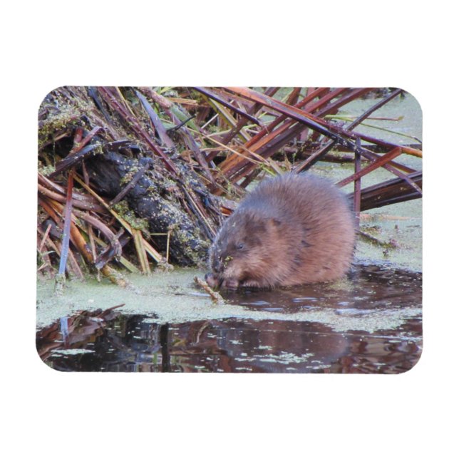Imán Muskrat (Horizontal)