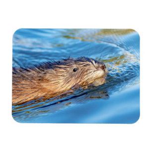 Imán Muskrat en la Reserva Ecológica de las Granjas de 