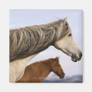 Imán Mustangs de España