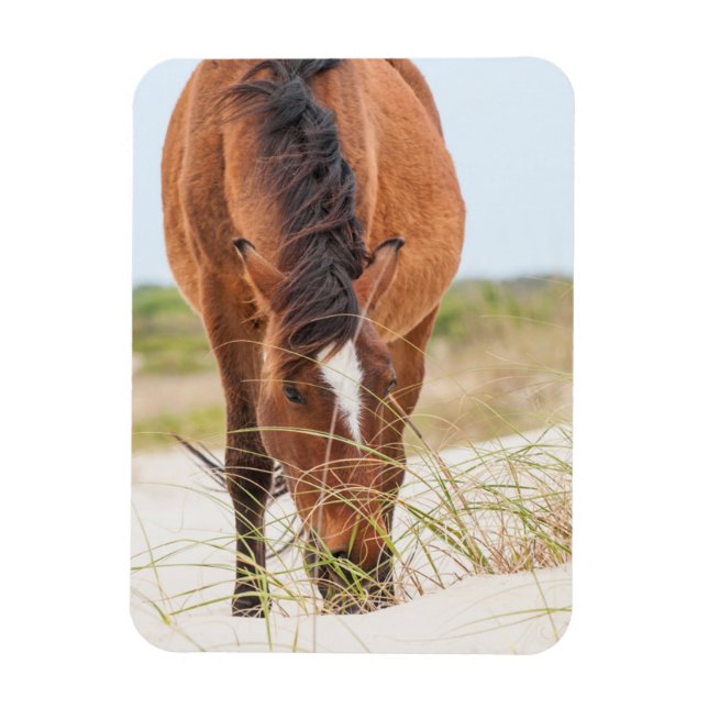 Imán Mustangs salvajes o caballos banqueros (Vertical)