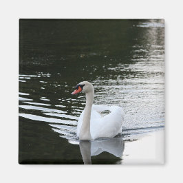 Imán Mute Swan