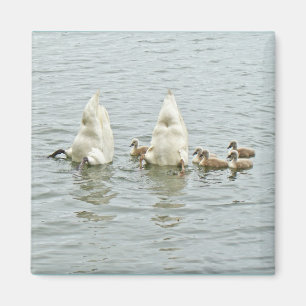 Imán Mute Swan Famly