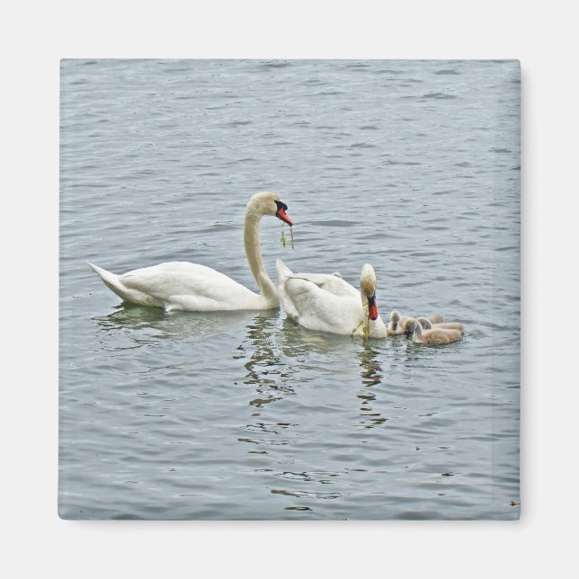 Imán Mute Swan Famly (Frente)