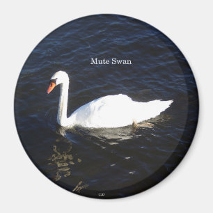 Imán Mute Swan imnet