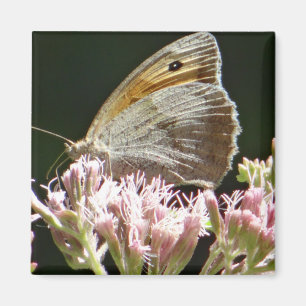 Imán Muy grande mariposa