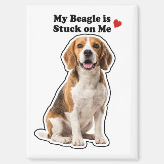 Imán My Beagle Is Stuck On Me Dog Lover