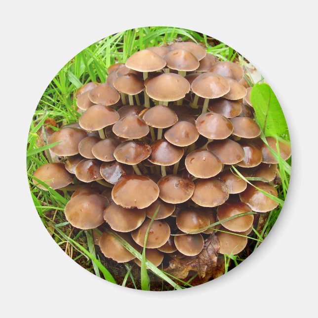 Imán Mycena inclinata Mushroom Magnet (Frente)