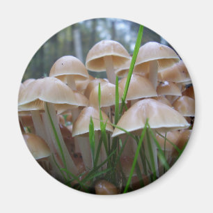 Imán Mycena inclinata Mushroom Magnet