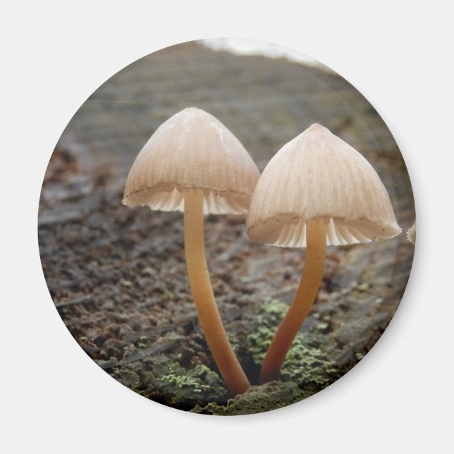 Imán Mycena inclinata Mushroom Magnet (Frente)