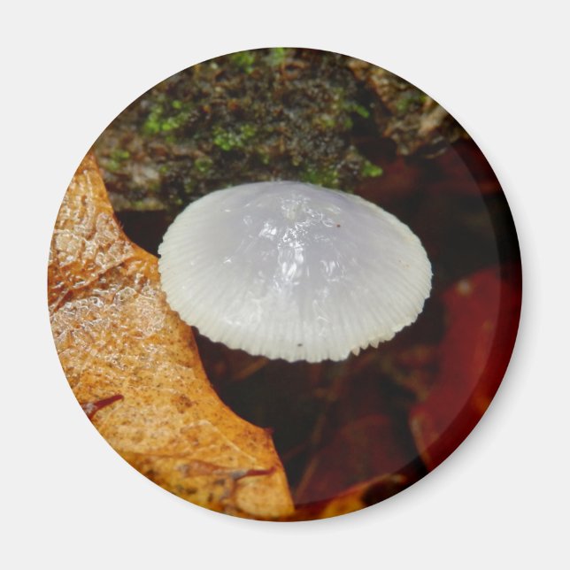 Imán Mycena stylobates Mushroom Magnet (Frente)